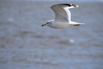 Fototapeta na wymiar Seagulls of the Jersey shore.