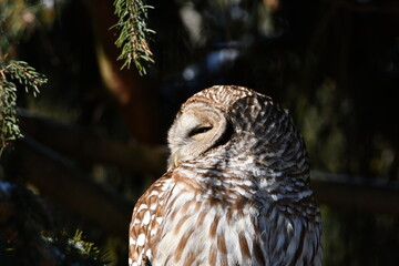 Head shot close up of a wild Barred Owl 