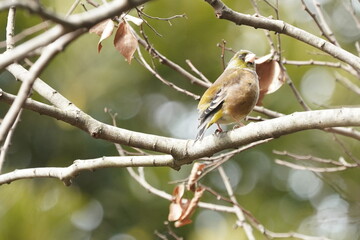 oriental greenfinch on the branch