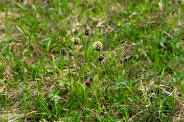 Plantago atrata, Berg-Wegerich