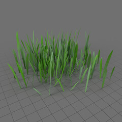 Grass