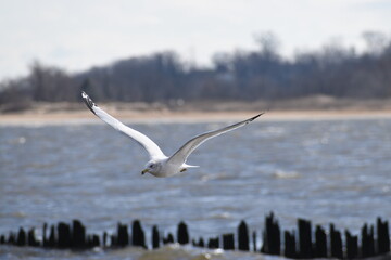 Seagulls of the Jersey shore.