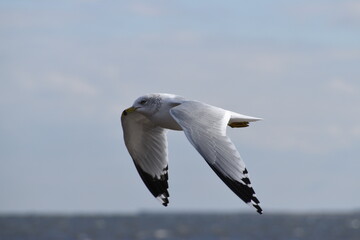 Seagulls of the Jersey shore.