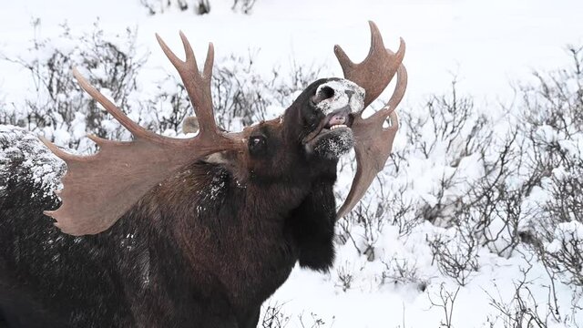 Moose in the Canadian wilderness