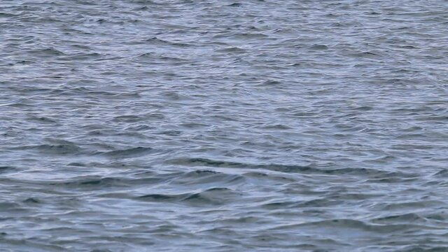 A bufflehead duck paddles around a lake.