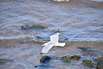 Seagulls of the Jersey shore.