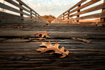 Autumn Bridge