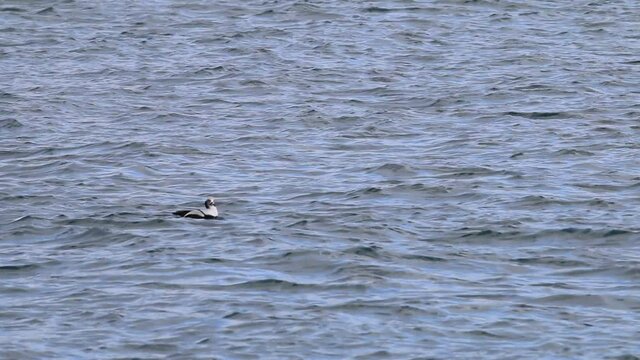A bufflehead duck paddles around a lake.