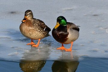 Male and female Mallard duck standing at the edge of frozen lake