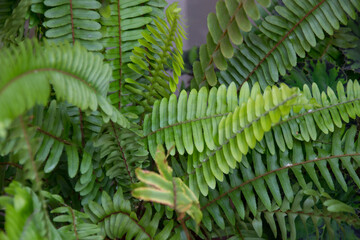 Nephrolepis exaltata or The Sword Fern, close-up of the foliage, green leaves, plants at home, fresh green tropical leaves, green plant wallpaper, natural background