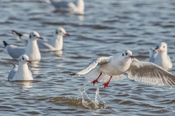 Startende Möwe in der Ostsee