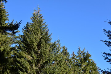 Nadelbaum in der Steiermark, Österreich