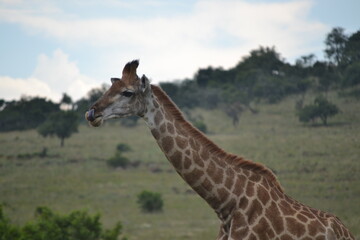 giraffe eating grass