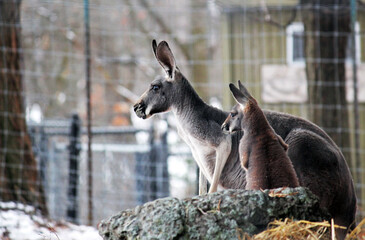 Red Kangaroo mother and joey baby - from Australia the red kangaroo (Macropus rufus) largest of the marsupials this sees adult looking through wire fence