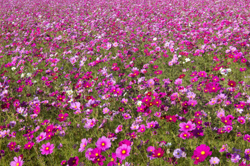 Obraz premium コスモスの花畑