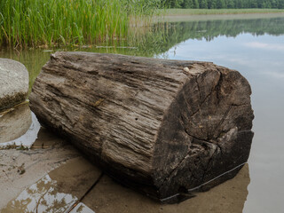 Old wooden log on the lake coast