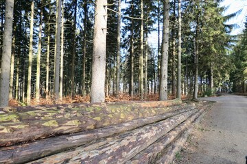 Lichtvolle Baumansicht im Winter