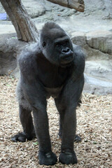 Naklejka premium Western lowlands gorilla from Africa rare sight of mother feeding baby gorilla found in Cameroon, Congo, equatorial Guinea, Gabon and Republic of Congo