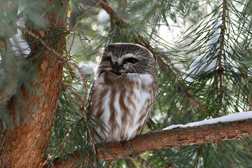 Northern Saw-whet Owl