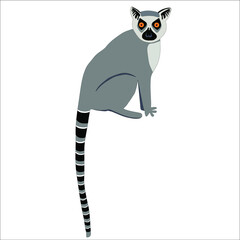 Madagascar lemur illustration , portrait.Exotic Lemur catta. Vector illustration in cartoon and flat style isolated on white background © Marharyta