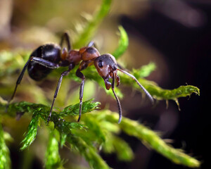 An ant on the green grass. Macro photography, selected sharpness
