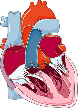 Diagram of human heart anatomy showig different parts.