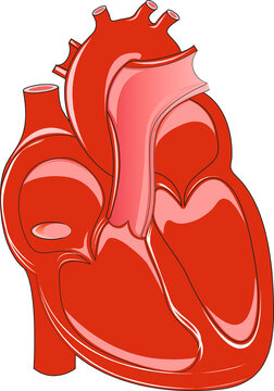 Simple diagram of human heart anatomy in red color