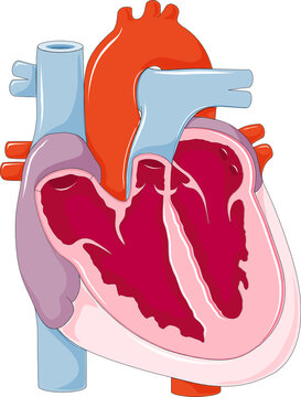 Diagram of human heart  anatomy showing different parts