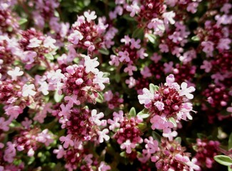Fototapeta premium Flower bed of breckland thyme (Thymus serpyllum) in bloom. Close-up in the sun.