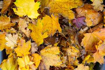 Naklejka na ściany i meble Autumn leaves. Yellowed, golden maple leaves, top view.