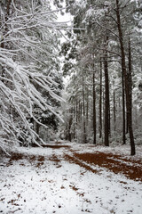 Winter forest trail in the snow with tall pine trees and frozen hardwood tree branch landscape ~SNOWBOUND~