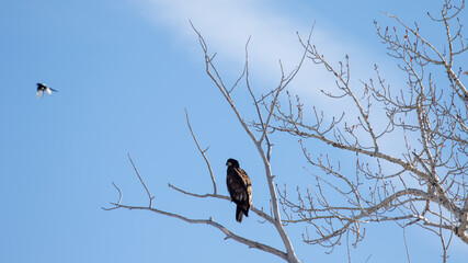 Hawk in Bozeman Montana