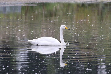 Whooper Swan on the water