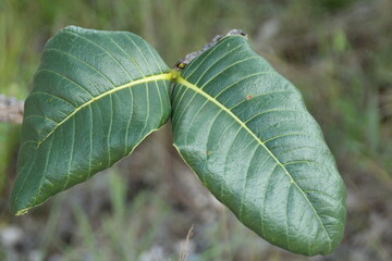  palicourea rigida - bate caixa
cerrado