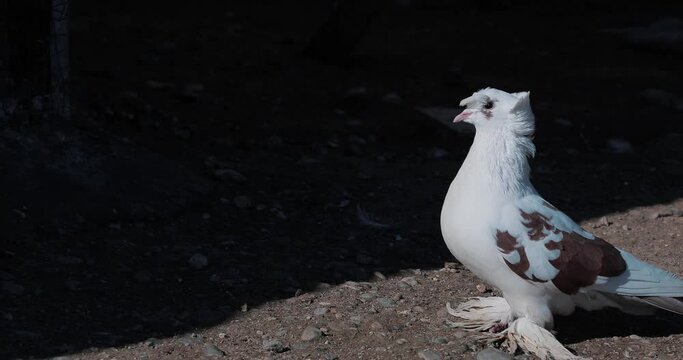 Close-up view of Turkish fantail pigeon