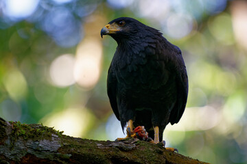 Common Black Hawk - Buteogallus anthracinus  a big dark bird of prey in the family Accipitridae,...