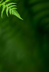 Green natural background with fern leaf