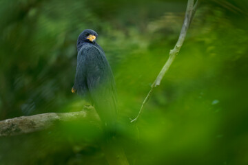 Common Black Hawk - Buteogallus anthracinus  a big dark bird of prey in the family Accipitridae, formerly Cuban black-hawk (Buteogallus gundlachii) as a subspecies, sitting on the tree, flying