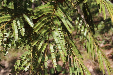 mimosa - mimosa claussenii
cerrado