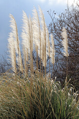 Pampas Grass in Storm