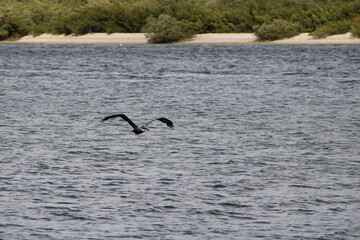 Fototapeta na wymiar Pelican inbound