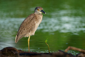 Yellow-crowned Night-Heron - Nyctanassa violacea is bird night herons found in the Americas, known as the Bihoreau Violace in French and Pedrete Corona Clara in Spanish, water and green background