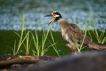 Yellow-crowned Night-Heron - Nyctanassa violacea is bird night herons found in the Americas, known as the Bihoreau Violace in French and Pedrete Corona Clara in Spanish, water and green background