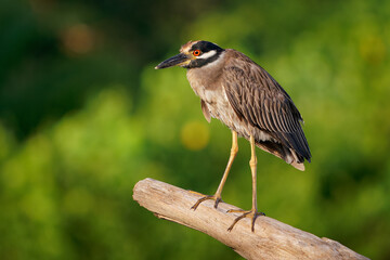 Yellow-crowned Night-Heron - Nyctanassa violacea is bird night herons found in the Americas, known as the Bihoreau Violace in French and Pedrete Corona Clara in Spanish, water and green background