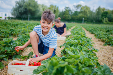 Happy Kids eating and picking strawberry in a field