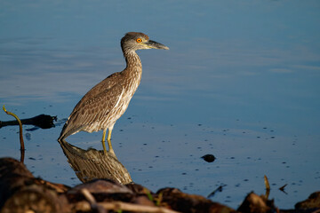 Yellow-crowned Night-Heron - Nyctanassa violacea is bird night herons found in the Americas, known as the Bihoreau Violace in French and Pedrete Corona Clara in Spanish, water and green background