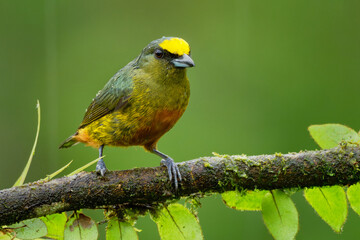 Olive-backed Euphonia - Euphonia gouldi small passerine bird in the finch family, resident breeder in the Caribbean lowlands and foothills from southern Mexico to western Panama