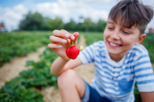 Cheerful boy picking strawberry in a field