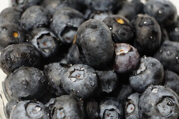 Pile of blue berries with water drops