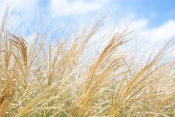 The tall golden grasses in the field sway in the wind - a steppe feather grass against the blue summer sky